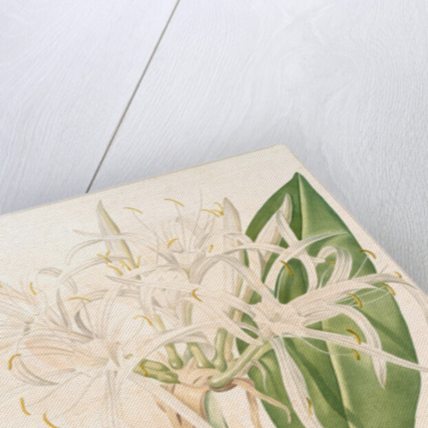 Pancratium speciosum, Hymenocallis speciosia; Pancrace à belles fleurs, Spider Lily by Pierre Joseph Redouté