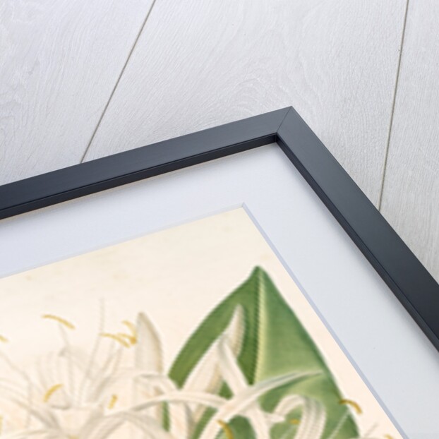 Pancratium speciosum, Hymenocallis speciosia; Pancrace à belles fleurs, Spider Lily by Pierre Joseph Redouté