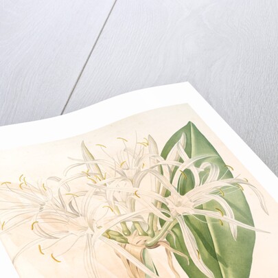 Pancratium speciosum, Hymenocallis speciosia; Pancrace à belles fleurs, Spider Lily by Pierre Joseph Redouté