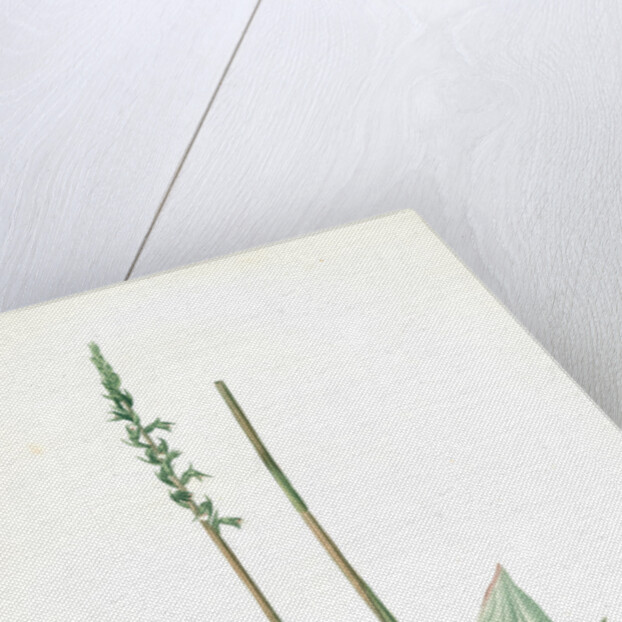 Neottia elata, Spiranthes sp; Néottie élancée, Tall ladiestresses by Pierre Joseph Redouté