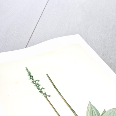 Neottia elata, Spiranthes sp; Néottie élancée, Tall ladiestresses by Pierre Joseph Redouté