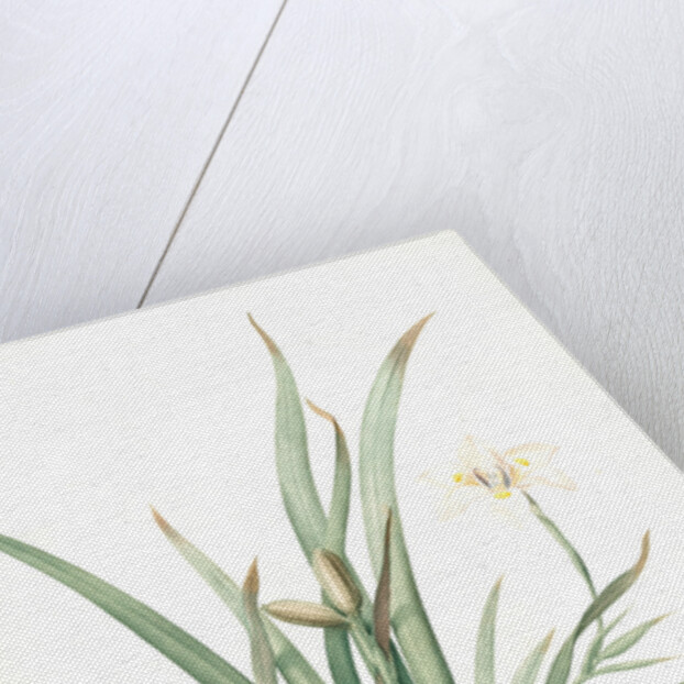 Moraea iridioides, Morée faux-iris; African Iris by Pierre Joseph Redouté