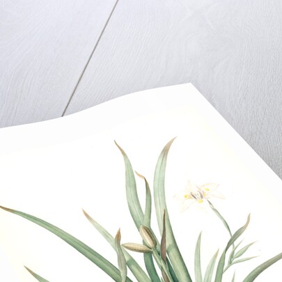 Moraea iridioides, Morée faux-iris; African Iris by Pierre Joseph Redouté