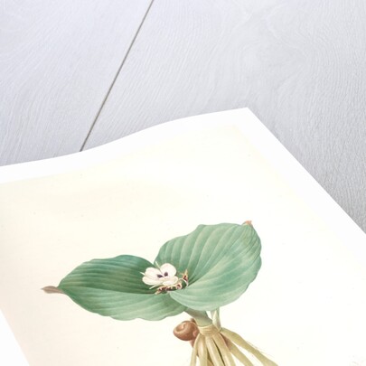 Kaempferia galanga, Kempférie galanga by Pierre Joseph Redouté