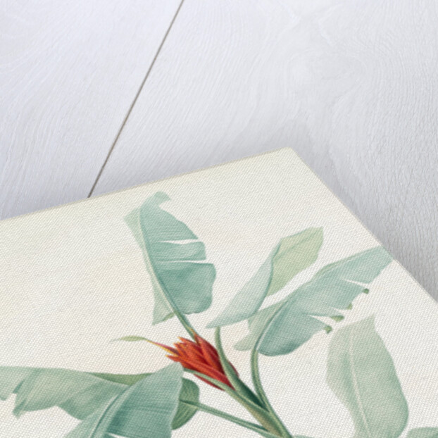 Musa coccinea by Pierre Joseph Redouté