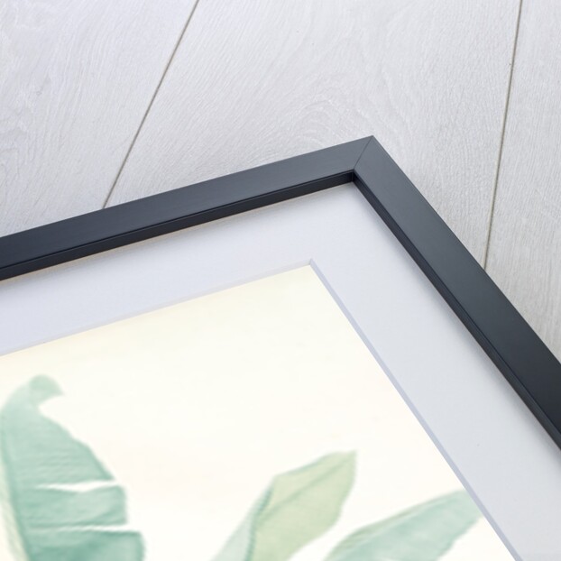 Musa coccinea by Pierre Joseph Redouté