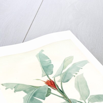 Musa coccinea by Pierre Joseph Redouté