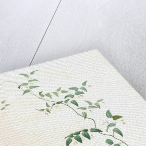 Medeola asparagoides, Asparagus asparagoides by Pierre Joseph Redouté