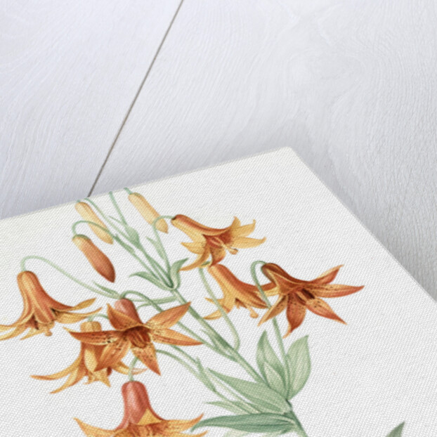 Lilium penduliflorum, Lis à fleurs pendantes by Pierre Joseph Redouté