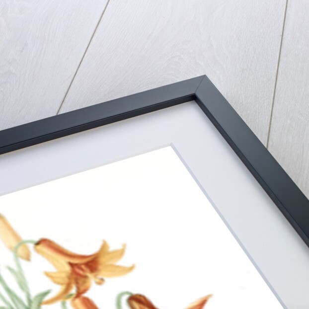 Lilium penduliflorum, Lis à fleurs pendantes by Pierre Joseph Redouté