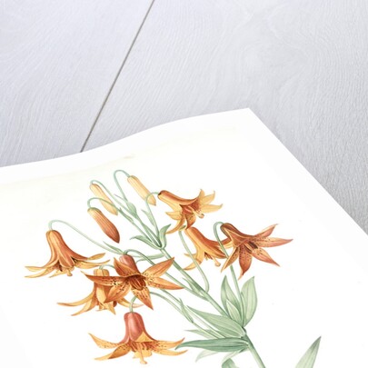 Lilium penduliflorum, Lis à fleurs pendantes by Pierre Joseph Redouté