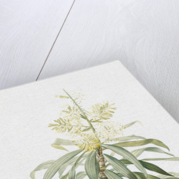 Dracoena reflexa, Dracaena sp; Dragonnier à feuilles réfléchies, Song of India; Pleomele or Maylasian draceana by Pierre Joseph Redouté