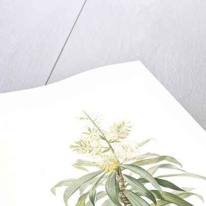 Dracoena reflexa, Dracaena sp; Dragonnier à feuilles réfléchies, Song of India; Pleomele or Maylasian draceana by Pierre Joseph Redouté