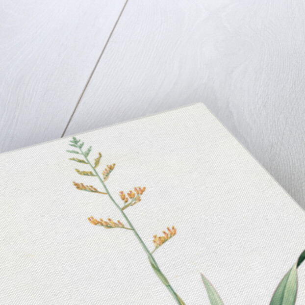 Phormium tenax, Phormium tenax; Phormium lin de la Nouvelle-Zèlande; New Zealand Faux by Pierre Joseph Redouté