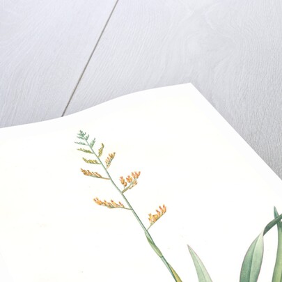 Phormium tenax, Phormium tenax; Phormium lin de la Nouvelle-Zèlande; New Zealand Faux by Pierre Joseph Redouté