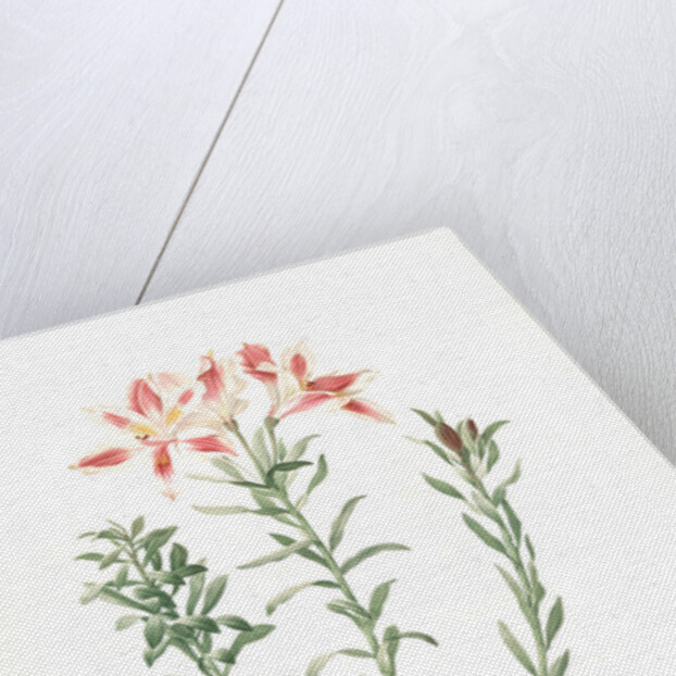 Alstroemeria Pelegrina, Lily of Lima, Peruvian Lily by Pierre Joseph Redouté