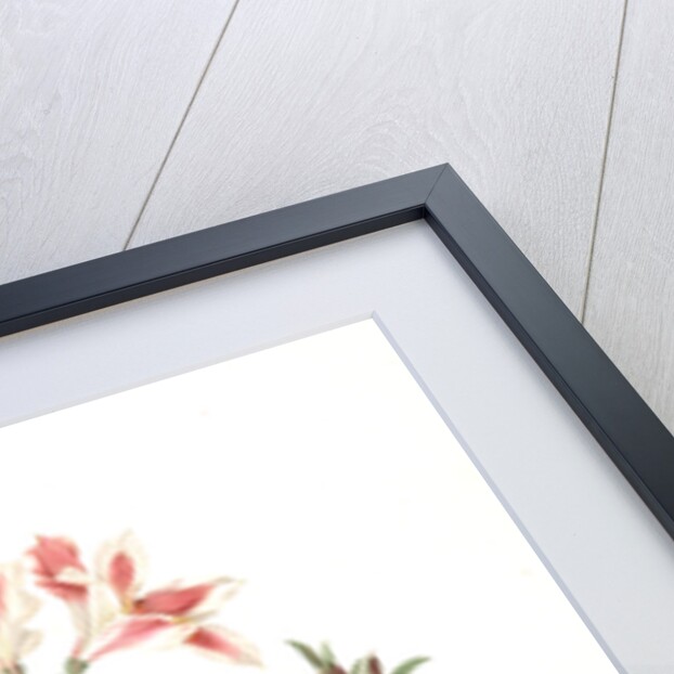 Alstroemeria Pelegrina, Lily of Lima, Peruvian Lily by Pierre Joseph Redouté