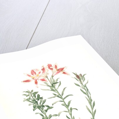 Alstroemeria Pelegrina, Lily of Lima, Peruvian Lily by Pierre Joseph Redouté
