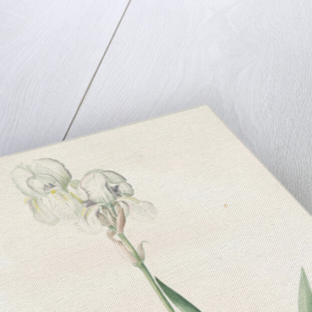 Iris Swertii, Iris de Swert, Tall bearded Iris by Pierre Joseph Redouté