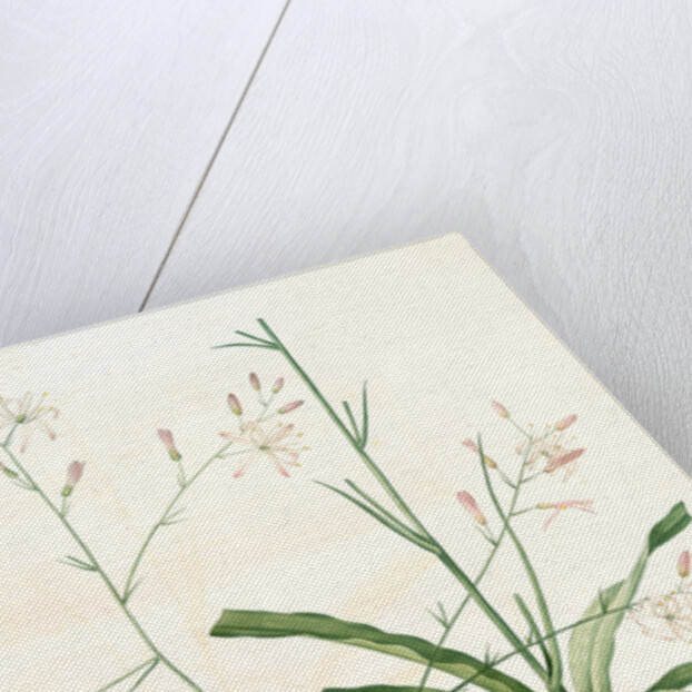 Scilla Pomeridiana, Chlorogalum pomeridianum; Scille de l'après-midi by Pierre Joseph Redouté