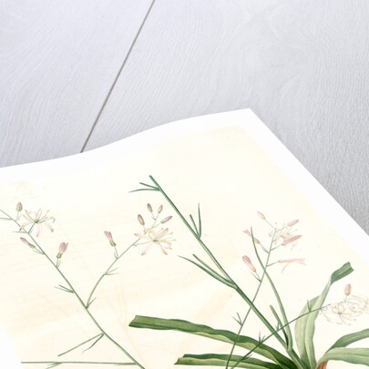 Scilla Pomeridiana, Chlorogalum pomeridianum; Scille de l'après-midi by Pierre Joseph Redouté