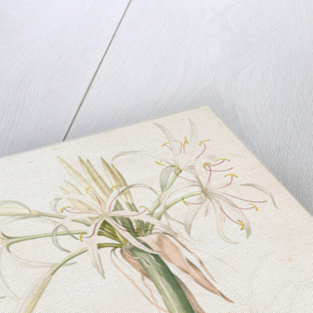 Crinum taitense, Crinum pedunculatum, Swamp Lily by Pierre Joseph Redouté