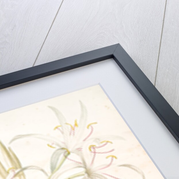 Crinum taitense, Crinum pedunculatum, Swamp Lily by Pierre Joseph Redouté