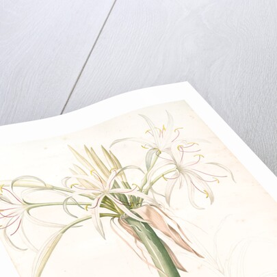 Crinum taitense, Crinum pedunculatum, Swamp Lily by Pierre Joseph Redouté