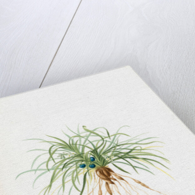 Convallaria japonica, Ophiopogon japonicus; Muguet du Japon; Dwarf Lily-turf, Mondo grass; Liriope by Pierre Joseph Redouté