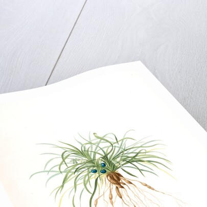 Convallaria japonica, Ophiopogon japonicus; Muguet du Japon; Dwarf Lily-turf, Mondo grass; Liriope by Pierre Joseph Redouté