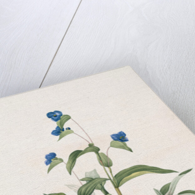 Commelina dubia, Commèline douteuse; Mexican Day-flower by Pierre Joseph Redouté