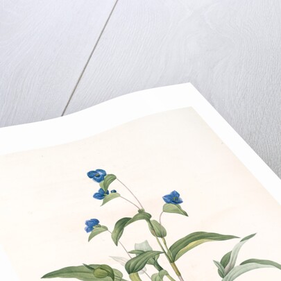Commelina dubia, Commèline douteuse; Mexican Day-flower by Pierre Joseph Redouté