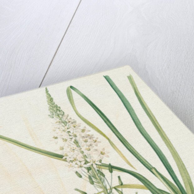 Ornithogalum pyramidale, Ornithogalum narbonense, Soap plant; Soap root; Amole by Pierre Joseph Redouté