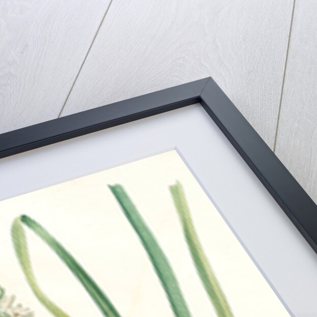 Ornithogalum pyramidale, Ornithogalum narbonense, Soap plant; Soap root; Amole by Pierre Joseph Redouté