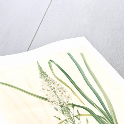 Ornithogalum pyramidale, Ornithogalum narbonense, Soap plant; Soap root; Amole by Pierre Joseph Redouté