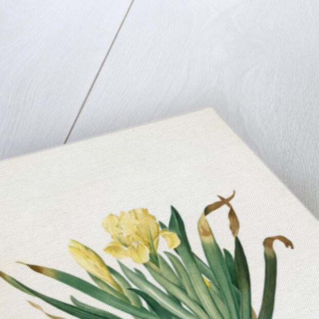 Iris lutescens, Iris jaunâtre, Petit iris by Pierre Joseph Redouté