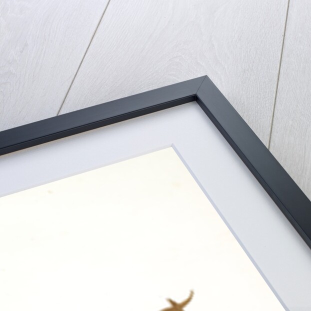 Iris lutescens, Iris jaunâtre, Petit iris by Pierre Joseph Redouté