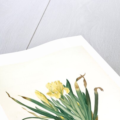 Iris lutescens, Iris jaunâtre, Petit iris by Pierre Joseph Redouté