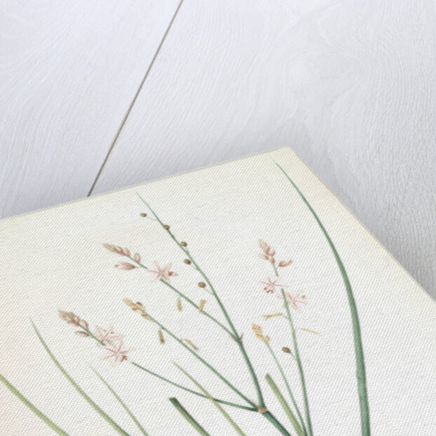 Asphodelus fistulosus, Asphodèle fistuleux, Onionweed by Pierre Joseph Redouté