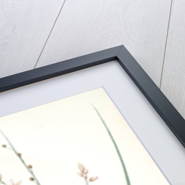 Asphodelus fistulosus, Asphodèle fistuleux, Onionweed by Pierre Joseph Redouté