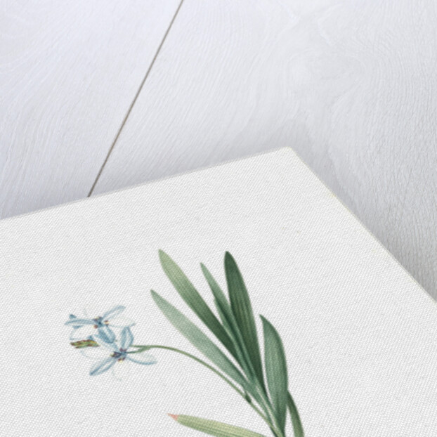 Gladiolus plicatus by Pierre Joseph Redouté