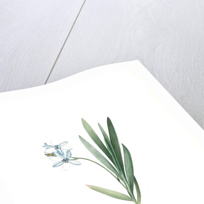 Gladiolus plicatus by Pierre Joseph Redouté