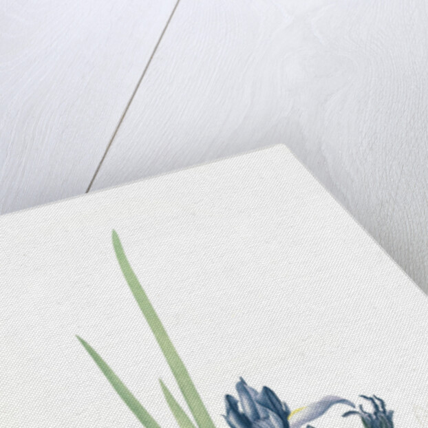 Iris triflora, Iris ensata; Iris à trois fleurs, Japanese Iris by Pierre Joseph Redouté