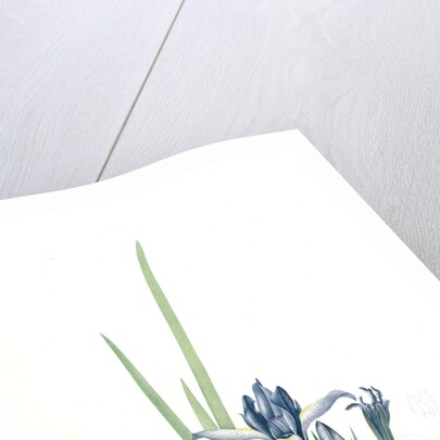 Iris triflora, Iris ensata; Iris à trois fleurs, Japanese Iris by Pierre Joseph Redouté