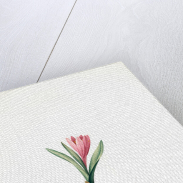 Bulbocodium vernum, Bulbocode printanier, Spring Meadow Saffron by Pierre Joseph Redouté