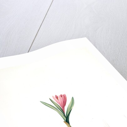 Bulbocodium vernum, Bulbocode printanier, Spring Meadow Saffron by Pierre Joseph Redouté