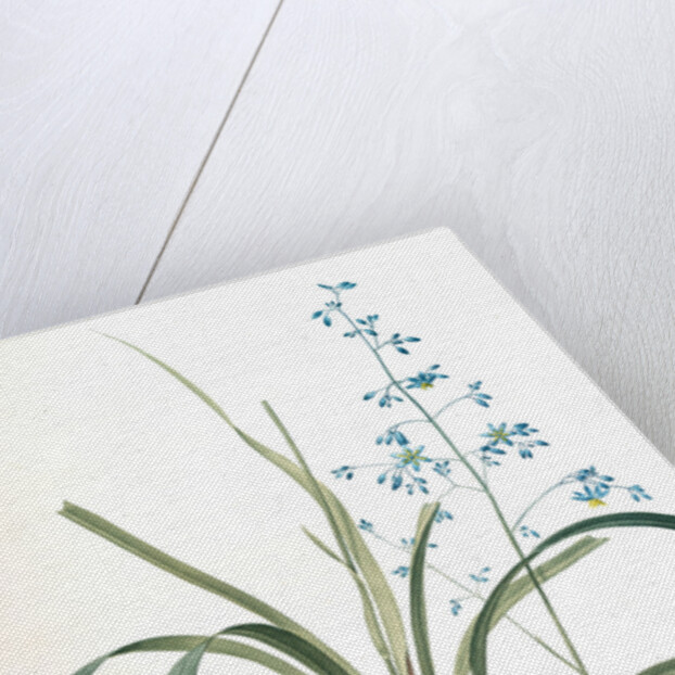 Dianella caerulea, Dianelle bleue, Blue Dianella Cerulean flaxlily; Flax Lily by Pierre Joseph Redouté