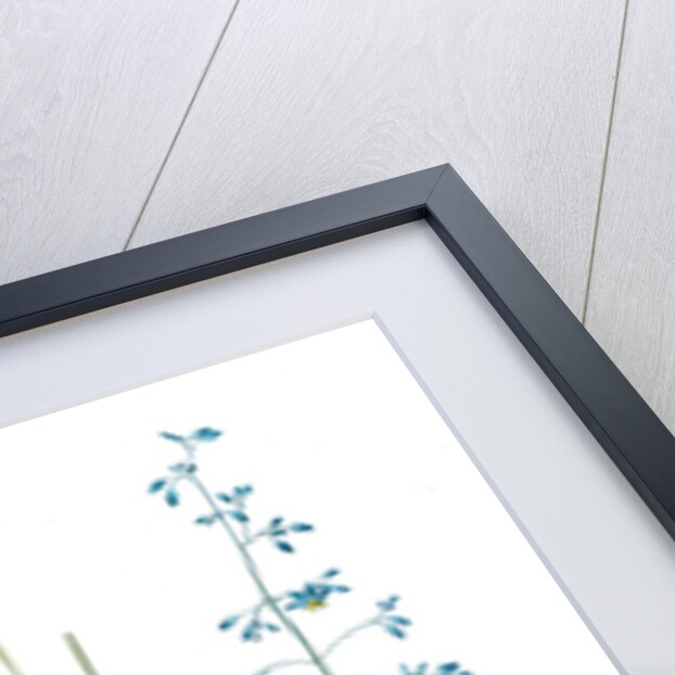 Dianella caerulea, Dianelle bleue, Blue Dianella Cerulean flaxlily; Flax Lily by Pierre Joseph Redouté