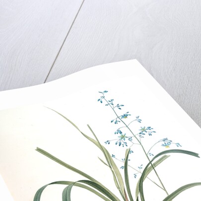 Dianella caerulea, Dianelle bleue, Blue Dianella Cerulean flaxlily; Flax Lily by Pierre Joseph Redouté