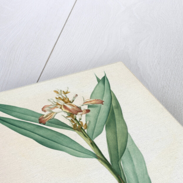 Globba erecta, Alpinia calcarata; Globée droite; Indian Ginger by Pierre Joseph Redouté